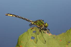 Attēlu rezultāti vaicājumam “Ophiogomphus cecilia”