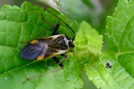 Attēlu rezultāti vaicājumam “Adelphocoris seticornis”