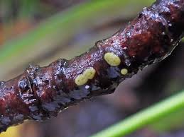 Attēlu rezultāti vaicājumam “Didymium serpula”