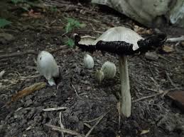 Attēlu rezultāti vaicājumam “Coprinus atramentarius”