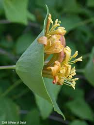 Attēlu rezultāti vaicājumam “Lonicera caerulea var. pallasii flower”