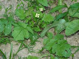 Image result for Raphanus sativus ssp. Oleiformes