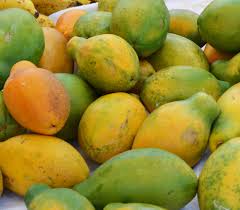 Image result for Carica papaya