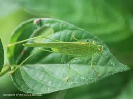 Attēlu rezultāti vaicājumam “Phaneroptera falcata”