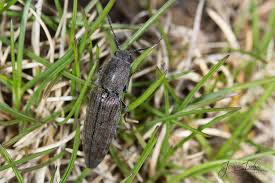 Attēlu rezultāti vaicājumam “Actenicerus sjaelandicus”