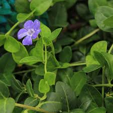 Attēlu rezultāti vaicājumam “Vinca minor”