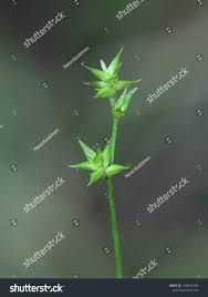 Attēlu rezultāti vaicājumam “Carex echinata”