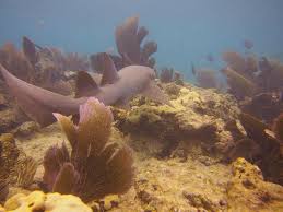 Image result for Looe Diving Club