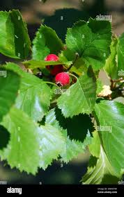 Attēlu rezultāti vaicājumam “Crataegus macracantha”