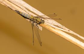 Attēlu rezultāti vaicājumam “Orthetrum cancellatum”