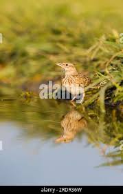 Attēlu rezultāti vaicājumam “Galerida cristata adult”