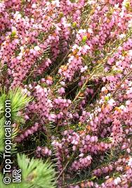 Attēlu rezultāti vaicājumam “Erica x darleyensis”