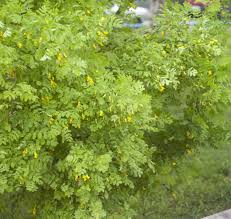 Attēlu rezultāti vaicājumam “Caragana arborescens”