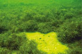 Attēlu rezultāti vaicājumam “Furcellaria lumbricalis”