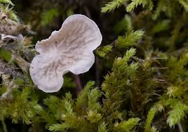 Attēlu rezultāti vaicājumam “Arrhenia retiruga”