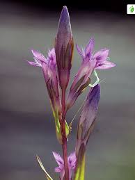 Attēlu rezultāti vaicājumam “Gentianella amarella”