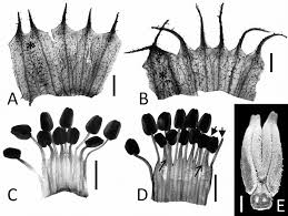 Attēlu rezultāti vaicājumam “Galega orientalis bud”