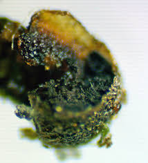 Attēlu rezultāti vaicājumam “Diderma ochraceum young”