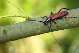 Attēlu rezultāti vaicājumam “Aromia moschata”