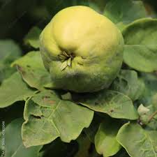 Attēlu rezultāti vaicājumam “Cydonia oblonga fruit”