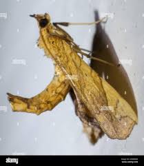 Attēlu rezultāti vaicājumam “Eulithis sp.”