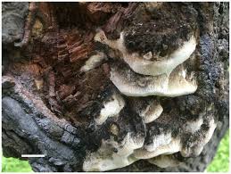 Attēlu rezultāti vaicājumam “Antrodia mellita”