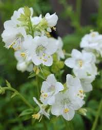 Attēlu rezultāti vaicājumam “Polemonium caeruleum flower”