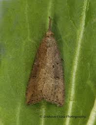 Attēlu rezultāti vaicājumam “Hypena rostralis”