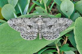 Attēlu rezultāti vaicājumam “Hypomecis punctinalis”