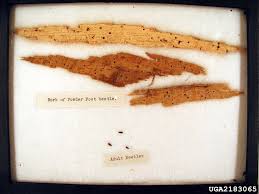 Attēlu rezultāti vaicājumam “Priobium carpini”