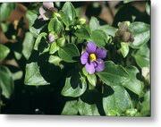 Image result for Exacum affine