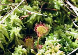 Attēlu rezultāti vaicājumam “Drosera rotundifolia flower”