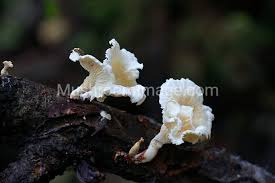 Attēlu rezultāti vaicājumam “Lentinus suavissimus”