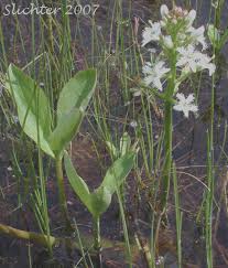 Attēlu rezultāti vaicājumam “Menyanthes trifoliata fruit”