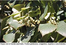 Attēlu rezultāti vaicājumam “Tilia x moltkei”