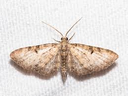 Attēlu rezultāti vaicājumam “Eupithecia sinuosaria”