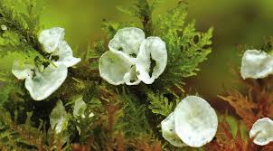 Attēlu rezultāti vaicājumam “Rimbachia neckerae”