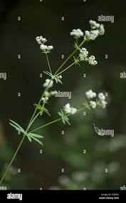 Attēlu rezultāti vaicājumam “Galium schultesii flower”