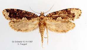 Attēlu rezultāti vaicājumam “Scardia boletella”