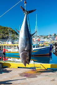 Image result for giant tuna