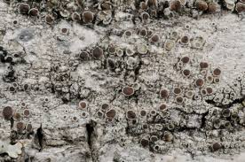 Attēlu rezultāti vaicājumam “Lecanora carpinea”