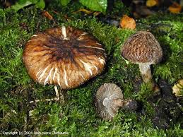 Attēlu rezultāti vaicājumam “Pluteus umbrosus”