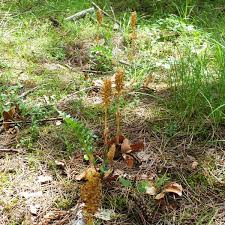 Attēlu rezultāti vaicājumam “Neottia nidus-avis fruit”
