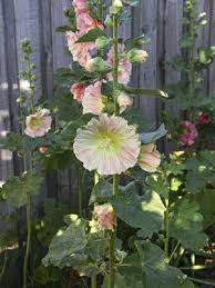 Attēlu rezultāti vaicājumam “Alcea rosea leaf”