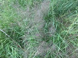 Attēlu rezultāti vaicājumam “Agrostis capillaris”