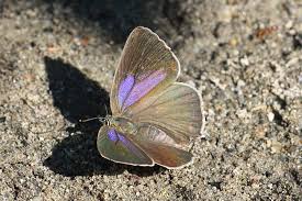 Attēlu rezultāti vaicājumam “Favonius quercus”