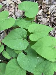 Attēlu rezultāti vaicājumam “Aristolochia durior leaf”