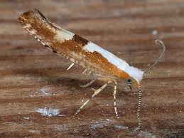 Attēlu rezultāti vaicājumam “Argyresthia pruniella”