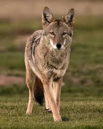 Image result for Hartlepool Coyotes