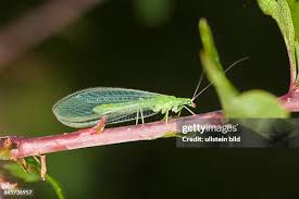 Attēlu rezultāti vaicājumam “Chrysopa”